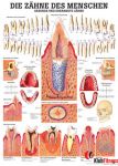 Anatomia człowieka STOPY ZDROWE I CHORE poster 70x100 cm