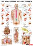 Anatomia człowieka WEGETATYWNY UKŁAD NERWOWY poster 70x100 cm