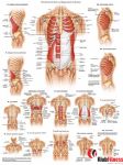 Anatomia człowieka MIĘŚNIE BRZUCHA I ŻEBER MĘŻCZYZNY poster 50x70cm