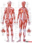 Anatomia człowieka UKŁAD MIĘŚNIOWY KOBIETY poster 70x100cm