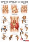 Anatomia człowieka BIODRO I STAW BIODROWY CZŁOWIEKA poster 70x100cm