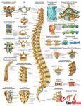 Anatomia człowieka KRĘGOSŁUP CZŁOWIEKA poster 70x100cm