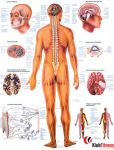 Anatomia człowieka UKŁAD NERWOWY CZŁOWIEKA poster 70x100cm