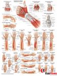 Anatomia człowieka MIĘŚNIE RĘKI poster 50x70cm