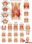 Anatomia człowieka MIĘŚNIE MIEDNICY BIODER POŚLADKÓW poster 50x70cm