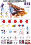 Anatomia człowieka OKO CZŁOWIEKA poster 70x100 cm