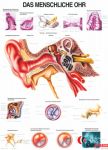 Anatomia człowieka UCHO CZŁOWIEKA poster 70x100 cm