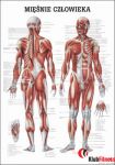 Anatomia człowieka UKŁAD MIĘŚNIOWY MĘŻCZYZNY poster 70x100cm język polski