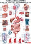 Anatomia człowieka UKŁAD LIMFATYCZNY CZŁOWIEKA poster 70x100cm