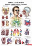 Anatomia człowieka UKŁAD ODDECHOWY CZŁOWIEKA poster 70x100cm język polski