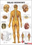 Anatomia człowieka UKŁAD NERWOWY CZŁOWIEKA poster 70x100cm język polski