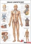 Anatomia człowieka UKŁAD LIMFATYCZNY CZŁOWIEKA poster 70x100cm język polski