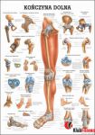 Anatomia człowieka KOŃCZYNA DOLNA CZŁOWIEKA poster 70x100cm język polski