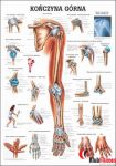 Anatomia człowieka KOŃCZYNA GÓRNA CZŁOWIEKA poster 70x100cm język polski