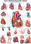 Anatomia człowieka SZKIELET CZŁOWIEKA poster 70x100cm