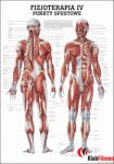 Anatomia człowieka PUNKTY SPUSTOWE poster 70x100cm język polski