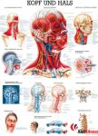 Anatomia człowieka MIĘŚNIE GŁOWY & SZYI poster 70x100 cm