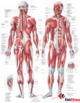 Anatomia człowieka UKŁAD MIĘŚNIOWY MĘŻCZYZNY poster 70x100cm