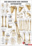 Anatomia człowieka KOŚCI KOŃCZYNY GÓRNEJ CZŁOWIEKA poster 50x70cm